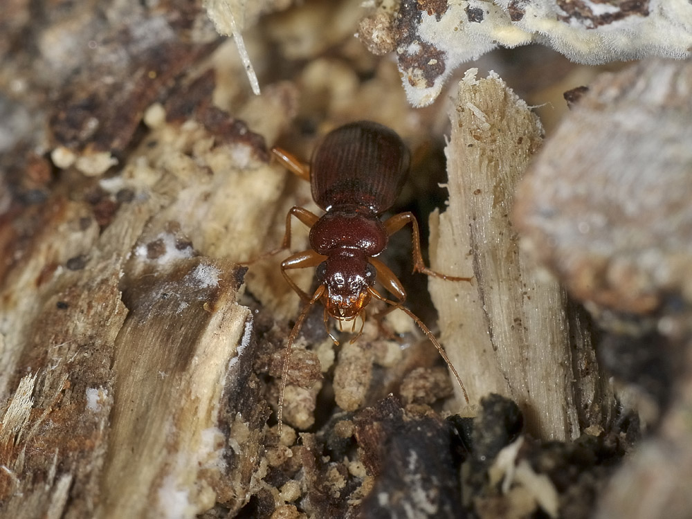 Leistus quale? L. ferrugineus